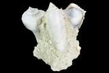 Tall, Miocene Fossil Gastropod Cluster - France #104131-2